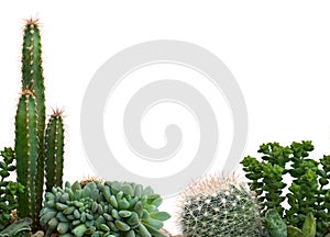 Growing succulents and cactus on a white background