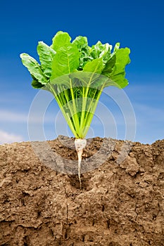 Growing sugar beet