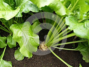 Growing Sugar Beet with Leaves - Field