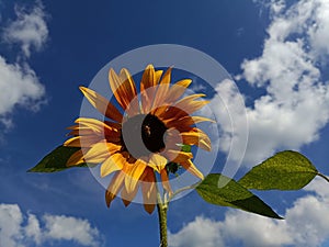 Growing sunflower