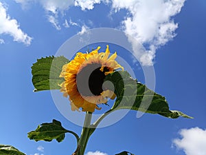 Growing sunflower