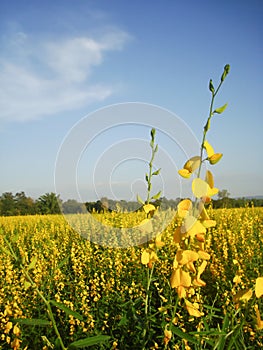 Growing the Sunn hemp in the field