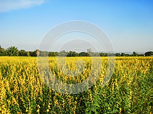 Growing the Sunn hemp in the field