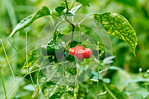 Growing Super Hot Spicy Chili Pepper Plant Closeup