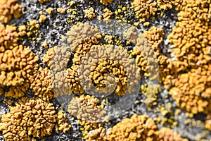 Growing on the surface of yellow mold