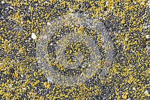 Growing on the surface of yellow mold