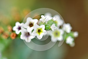 Growing sweet alyssum. the flowers will become so sweet and so beautiful