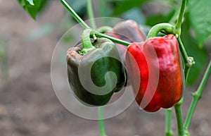 Growing sweet peppers in a greenhouse. Green and red peppers. Agriculture, organic farming. Close-up