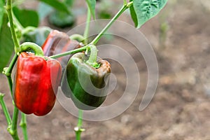 Growing sweet peppers in a greenhouse. Green and red peppers. Agriculture, organic farming. Close-up