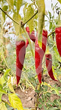 Growing sweet peppers in a greenhouse, photo with perspective. Fresh juicy red green on the branches close-up.