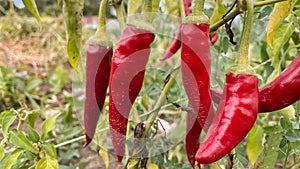 Growing sweet peppers in a greenhouse, photo with perspective. Fresh juicy red green on the branches close-up.