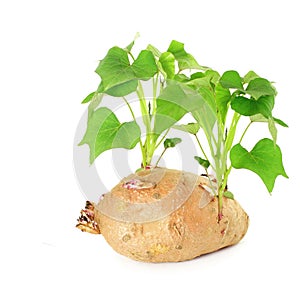 growing sweet potato with shoots on white background