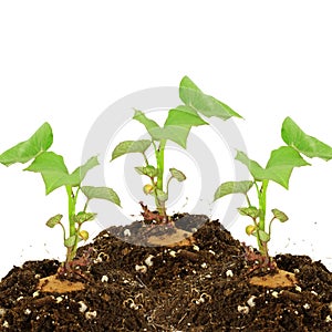 Growing sweet potato with shoots on white background