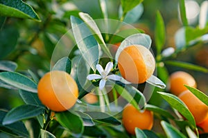 Growing Tangerines