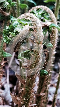 growing tendrils of fern