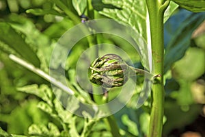 Growing Thai pea aubergines  pea eggplant