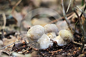 Growing three little ceps close-up