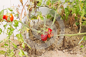 Growing tomato