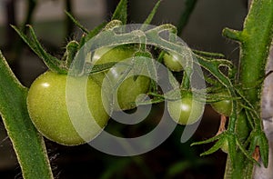 Growing tomato. Green tomato. Immature tomato. The ovary of tomato.