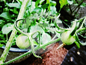 Growing tomatoes