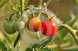 Growing tomatoes