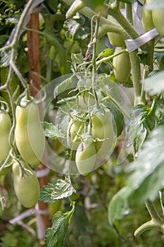 Growing tomatoes on a branch