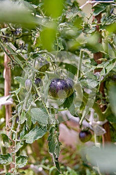 Growing tomatoes on a branch