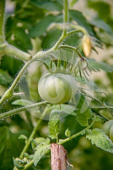Growing tomatoes on a branch