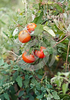 Growing Tomatoes in the garden, close up