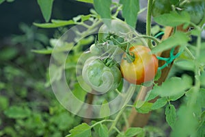 Growing tomatoes, green and red tomato