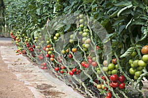 Growing tomatoes in a greenhouse