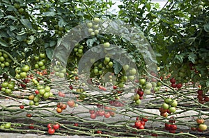 Growing tomatoes in a greenhouse