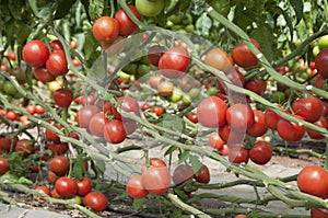 Growing tomatoes in a greenhouse