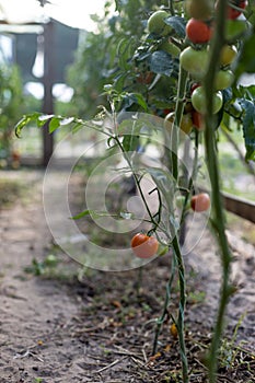 Growing tomatoes in a greenhouse