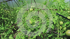 Growing tomatoes in a greenhouse at the dacha. Treatment of tomatoes against late blight and powdery mildew, yield