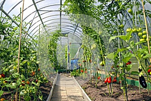 Growing tomatoes in the greenhouse made of polycarbonate