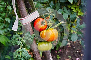 Growing tomatoes in home garden