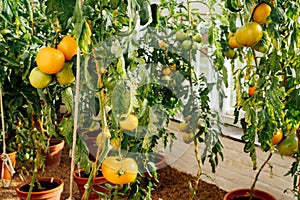 Growing tomatoes in plant pots in greenhouse. Cottagecore lifestyle. Self Growing organic vegetables in the garden. The