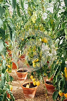 Growing tomatoes in plant pots in greenhouse. Cottagecore lifestyle. Self Growing organic vegetables in the garden. The