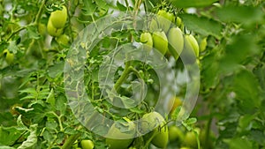 Growing tomatoes on a plantation in a greenhouse.