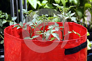 Growing tomatoes in plastic bags