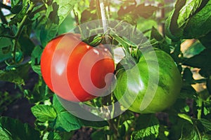 growing tomatoes - red and green tomato hanging on plant