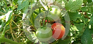 Growing Tomatoes Red And Green Tomato Hanging On Plant