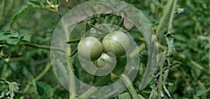 Growing Tomatoes Red And Green Tomato Hanging On Plant