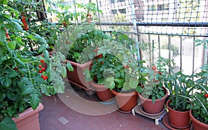 Growing tomatoes on the terrace of the apartment building