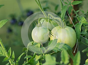 Growing tomatoes. Two green tomatoes.