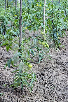 Growing tomatoes using tomato stakes