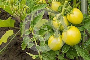 Growing tomatoes in your garden. Green tomatoes ripen in the garden