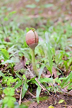 Growing tree