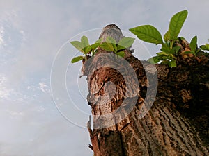 Growing the tree ,close up shot in the morning